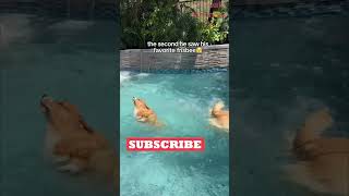 Funny Animals Videos 🤣 | Ep. 460 #shorts #viral #funny