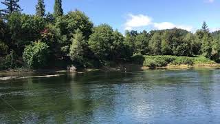 Eagle fishing Umqua River