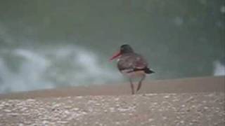 Haematopus palliatus  American Oystercatcher 