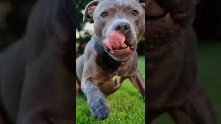 Cute Pitbull #Puppies #shorts video #short@Abhi fact videos