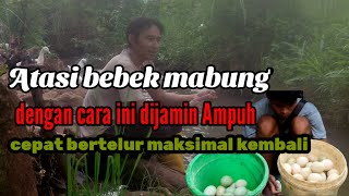 Atasi bebek mabung dengan cara ini dijamin ampuh cepat bertelur maksimal kembali