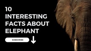 10 interesting facts about elephant.