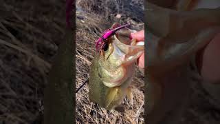 Early spring bass fishing #Fishing,Colorado #Fishing,DowntownDenver #BassFishing￼