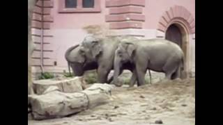 Elephants tease the elephant