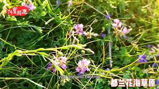 Dulan Huahai Grassland: The best protected grassland in Qinghai!