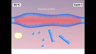 PCR Animation I CSIR NET Life Science I GATE Life Science I DBT JRF