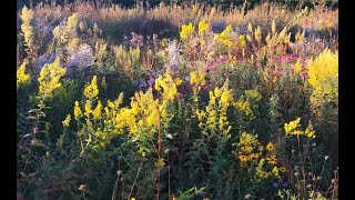 Tom Stuart Smith talks about his own garden trailer