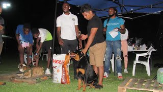 Olympus Kennel GY ~ Dog Expo ~ Rottweilers