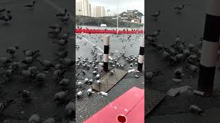 Subhan Allah 🕋 peignoir s Chowk #kabutarchowk #makkah #shortvideo #ytshorts #masjidalharam #kaaba