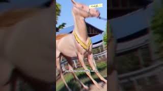 AKHAL TEKE KUDA TERCANTIK DI DUNIA #shorts