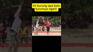 Ini burung apa batu #shorts #merpatikolong #merpatiplayer