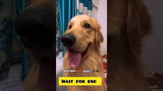 Wait for end #shorts #doglover #funnypets #funny