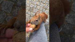 Your Daily Dose of Cuteness ❤️Red Squirrel Whisperer #wildlife #funnyanimals #cute #funnysquirrels