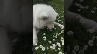 Я нашел у собаки эротическую точку! #samoyed #shorts #samoyeddog