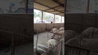 सूअरपालन 3 साल में मालामाल बनाने वाला बिजनेस ।Pig farming for beginners।Pig farm business #pig_farm