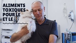 Aliments et plantes toxiques pour le chien et le chat - Unis TV