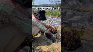 박여사는 상추 수확중