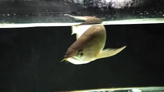 Malaysian Green Arowana 15-16inches