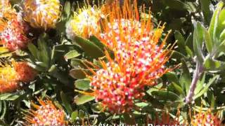 Leucospermum 'Veldfire' - Pincushion