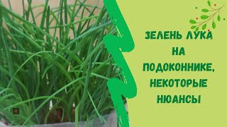 🌿Зелень лука на подоконнике, некоторые нюансы