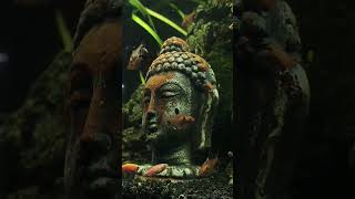 Planted Aquarium /HOW TO SETUP Aquarium / HOW TO SET A TANK /  AQUARIUM / Buddha / Malayalam