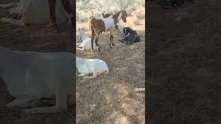 Beautiful goats in thar