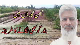 How to grow cabbage in limon garden| لیمن کے باغ میں بند گوبھی کی کاشت | Murad Ali Rehmani