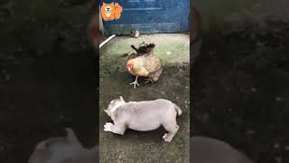 Dog Vs Chicken Hot Fight - Chicken Can Be Menace To Dogs  #Shorts