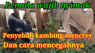 PENYEBAB KAMBING MENCRET DAN CARA MENCEGAH MENCRET || pemula wajib tau cara ini