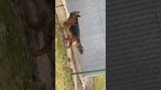 Dangerous Dog # German Shepherd , Dog bites and barks #