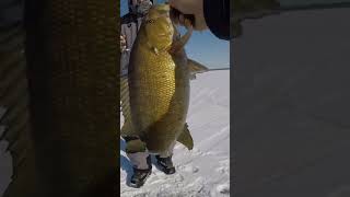 Surprise big smallmouth through the ice