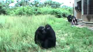 Chimpanzees Show Grooming Handclasp