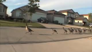 Geese jogging down the road Original