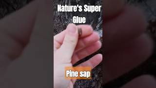 Pine Sap - Nature's Super Glue. #shorts #nature #scout