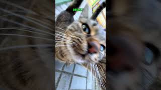 DO YOU LIKE THE RESULT? #trending #tiktok #cats