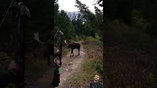 #hunting #elk #shorts #shortvideo #shortsvideo #fyp #funny