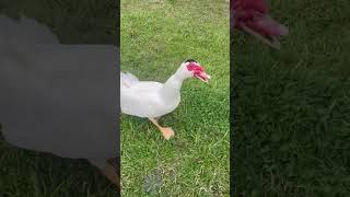 Look at Daisy #animal #ducks #animals