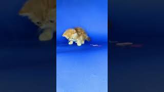 Малюк екзотичний короткошерстий\ кумедні малюки для вас ! \  Exotic kittens, funny babies for you!