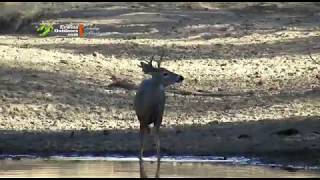 Coues Deer Sonora Mexico 95" Jeff Boss