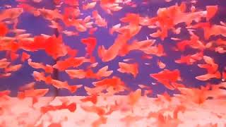 Beautiful Fish | Albino Full Red Guppy | Fancy Guppies