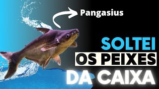 tirei todos peixes da caixa d'água