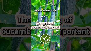 The pruning of cucumbers is important #shortvideo #plants #youtubeshorts #viralvideo #video