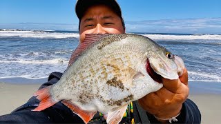 😍 California Redtail Surf Perch Fishing In July 2022!! (FISHING REPORT) part 2