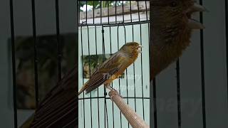 The most effective canary song for training young canaries