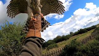 Male Goshawk vs Rooks