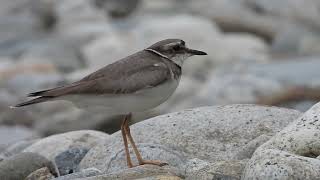 Long-billed Plover Dirang, Arunachal Pradesh, March 2024