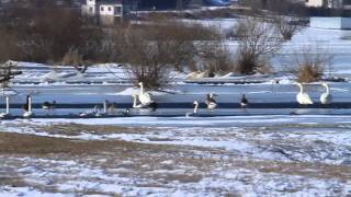 Biebrza & Narew 16.03.2013