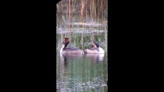 Pair of Great crested grebe (Podiceps cristatus)