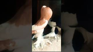 Pomeranian Magpie Pouter|| #foryou #viralvideo #viral #youtubeshorts #ytshorts #trending #reels