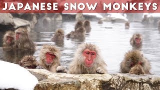 Snow Monkeys of Japan | Jigokudani Snow Monkey Park